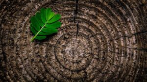 abstract, leaf, tree stump, green, brown, foliage, nature, pattern, annual rings, rough, stump, texture, tree, trunk, wood, wooden, abstract, abstract, abstract, abstract, tree stump, wood, wood, wood, wood, wood